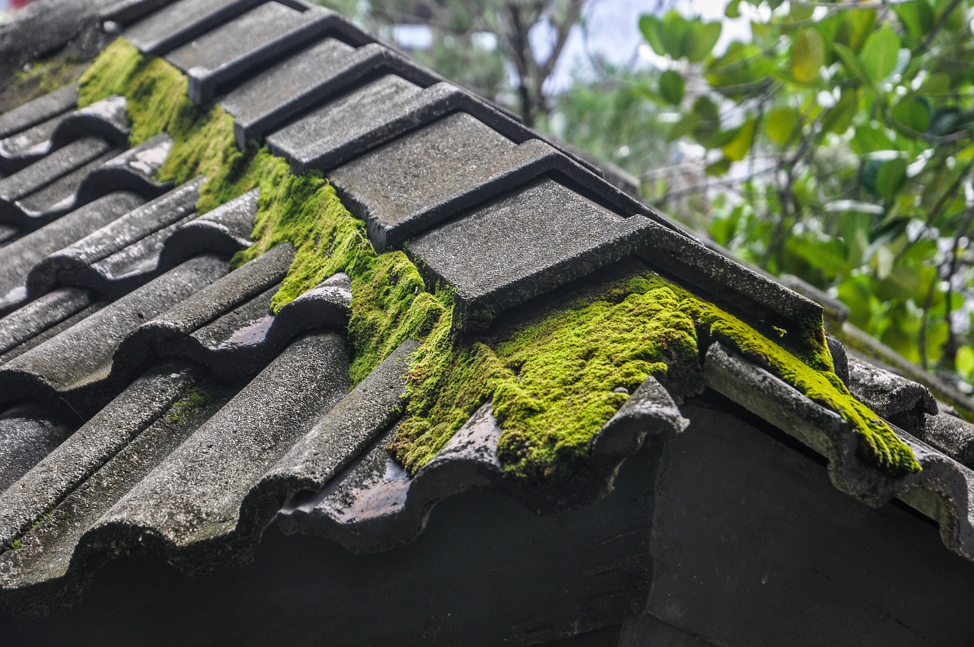 how-to-remove-moss-from-roof-tiles-roofer-uk-network-ltd